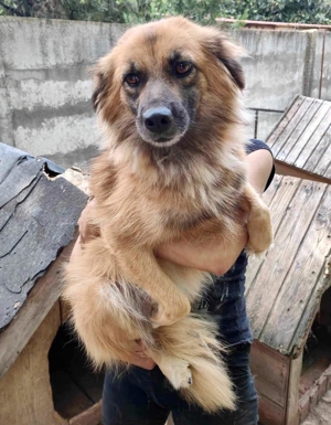 Freundliche Linda ist verspielt und verträglich Bild 3