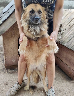 Freundliche Linda ist verspielt und verträglich Bild 19