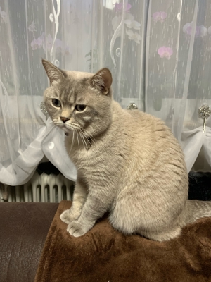 BKH Deck Kater Bild 6