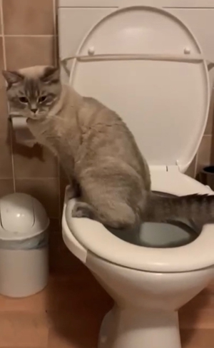 BKH Deck Kater Bild 5