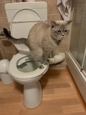 BKH Deck Kater Bild 4