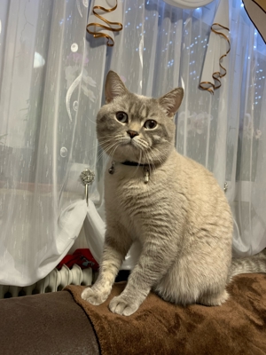 BKH Deck Kater Bild 7