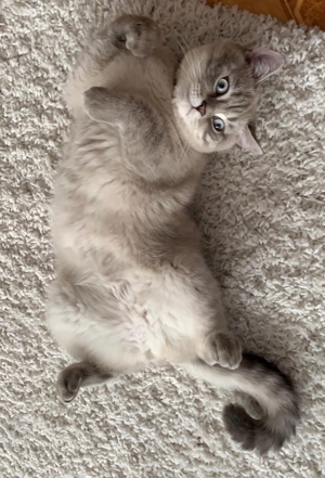 BKH Deck Kater Bild 2