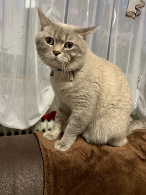 BKH Deck Kater Bild 8