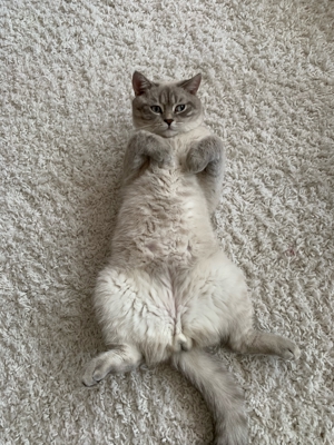 BKH Deck Kater Bild 3