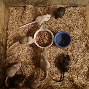 junge Gerbile Bild 6