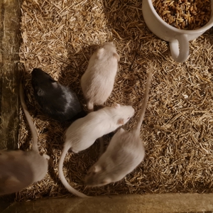 junge Gerbile Bild 5