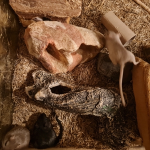 junge Gerbile Bild 3