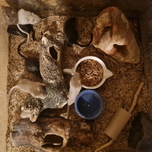 junge Gerbile Bild 4