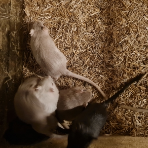 junge Gerbile Bild 7