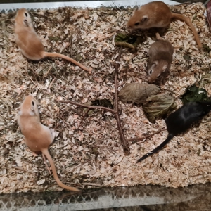 junge Gerbile Bild 2