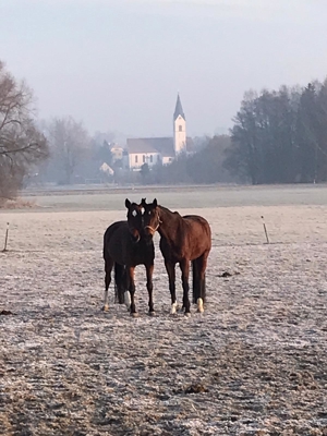 Unterricht wie auf einem eigenen Pferd auf Reitbeteiligungsbasis für Anfänger und Fortgeschrittene Bild 19