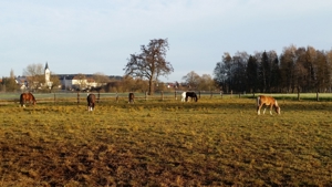 Unterricht wie auf einem eigenen Pferd auf Reitbeteiligungsbasis für Anfänger und Fortgeschrittene Bild 9