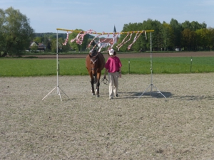 Unterricht wie auf einem eigenen Pferd auf Reitbeteiligungsbasis für Anfänger und Fortgeschrittene Bild 5