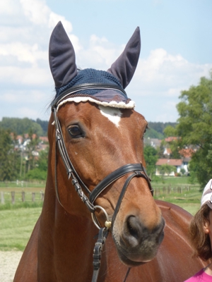 Unterricht wie auf einem eigenen Pferd auf Reitbeteiligungsbasis für Anfänger und Fortgeschrittene Bild 10