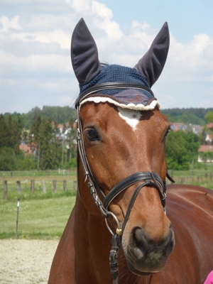 Unterricht wie auf einem eigenen Pferd auf Reitbeteiligungsbasis für Anfänger und Fortgeschrittene Bild 2