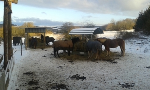 Platz für Wallach im Offenstall   Box mit Reithalle, Baumholder Bild 11
