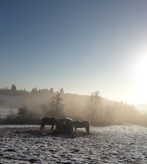 Platz für Wallach im Offenstall   Box mit Reithalle, Baumholder Bild 10