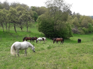 Platz für Wallach im Offenstall   Box mit Reithalle, Baumholder Bild 7