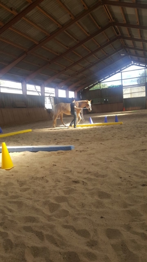 Platz für Wallach im Offenstall   Box mit Reithalle, Baumholder Bild 4