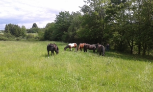 Platz für Wallach im Offenstall   Box mit Reithalle, Baumholder Bild 8