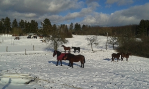 Platz für Wallach im Offenstall   Box mit Reithalle, Baumholder Bild 2