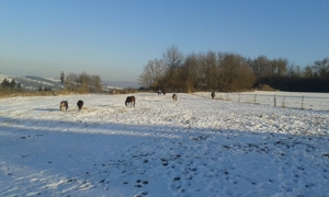 Platz für Wallach im Offenstall   Box mit Reithalle, Baumholder Bild 5