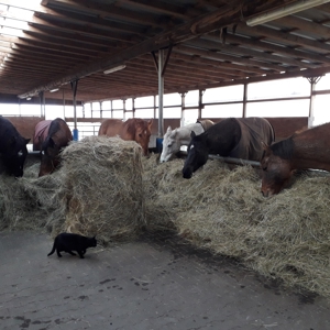 Platz für Wallach im Offenstall   Box mit Reithalle, Baumholder Bild 9