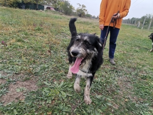 Frodo, süße junge Fellnase sucht Körbchen (mit Videos)