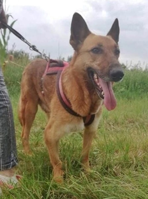 MACI - liebevoller Anfänger- und Familienhund (mit Video) Bild 3