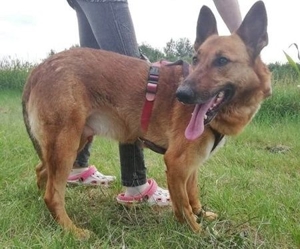 MACI - liebevoller Anfänger- und Familienhund (mit Video) Bild 4