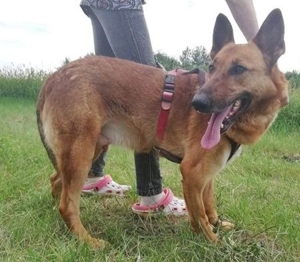 MACI - liebevoller Anfänger- und Familienhund (mit Video) Bild 5