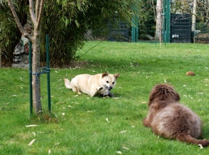 Familiäre kleine Hundepension hat noch Urlaubsplätze frei Bild 2