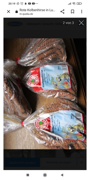 Rote Kolbenhirse Bild 2