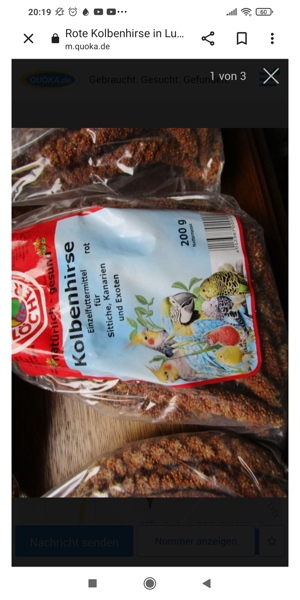 Rote Kolbenhirse Bild 3