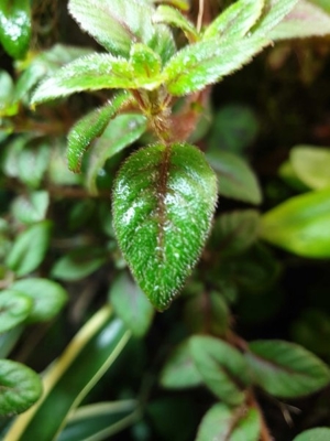 Paradrynomaia spec. Surinam, Regenwald Terrarium Pflanze Ableger Bild 3