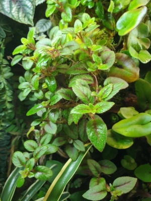 Paradrynomaia spec. Surinam, Regenwald Terrarium Pflanze Ableger Bild 2