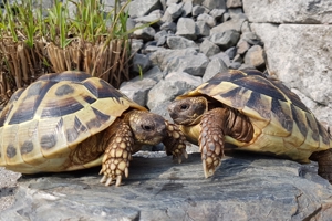 2 griechische Landschildkröten geboren 2010 2011