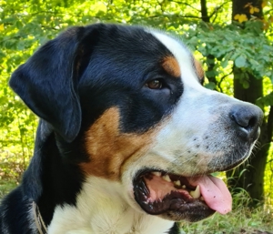 Grosser Schweizer Sennenhund zuchttauglicher Deckrüde mit Papieren
