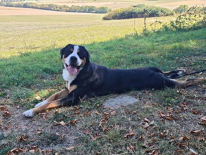 Grosser Schweizer Sennenhund zuchttauglicher Deckrüde mit Papieren Bild 3