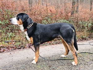 Grosser Schweizer Sennenhund zuchttauglicher Deckrüde mit Papieren Bild 4