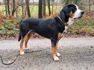 Grosser Schweizer Sennenhund zuchttauglicher Deckrüde mit Papieren Bild 2