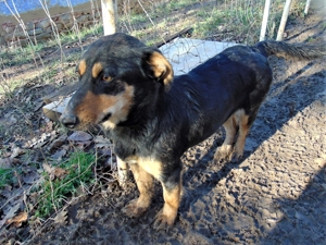 BLACKY - hofft auf tolle Menschen (wartet in Rumänien)