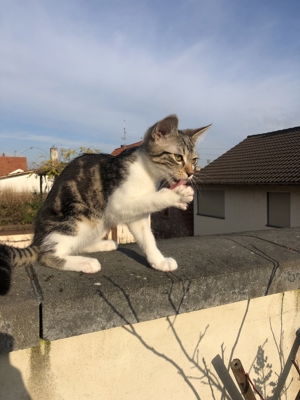 Finderlohn 400EUR Katze Winnie aus Bad Dürkheim vermisst Bild 5