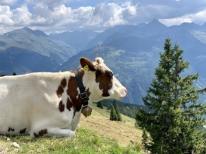 Fewo   Kitzbüheler Alpen   atemberaubende Lage   Kurzurlaub Bild 19