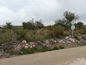 Fincagrundstück mit Wasservertrag an der Costa del Azahar Spanien nahe Peniscola + Benicarlo. Bild 14