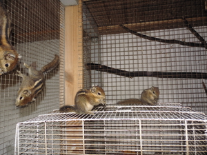 Chinesische Baumstreifenhörnchen ( keine Sibirische )