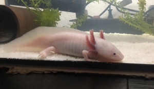Axolotl Jungtiere abzugeben Bild 3