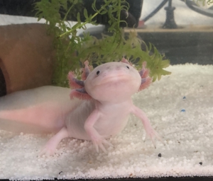 Axolotl Jungtiere abzugeben Bild 1