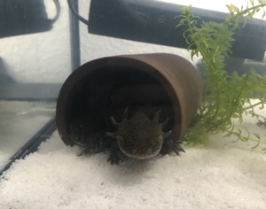 Axolotl Jungtiere abzugeben Bild 2